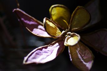 Fleur de papier de soie