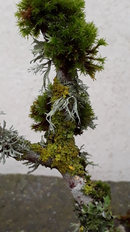 Mousses et lichens-Inspiration nature-Auvergne-ChristelBoussard-2019 (1)